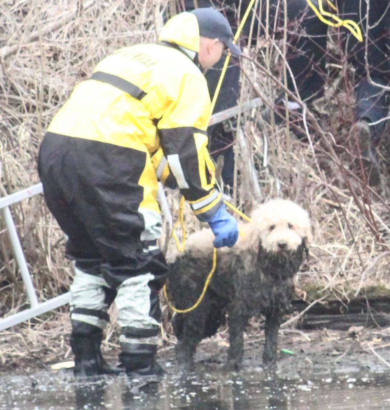 Illustration de l'article : Un chien effrayé par un train, saute dans un lac et se retrouve coincé dans un mètre de boue